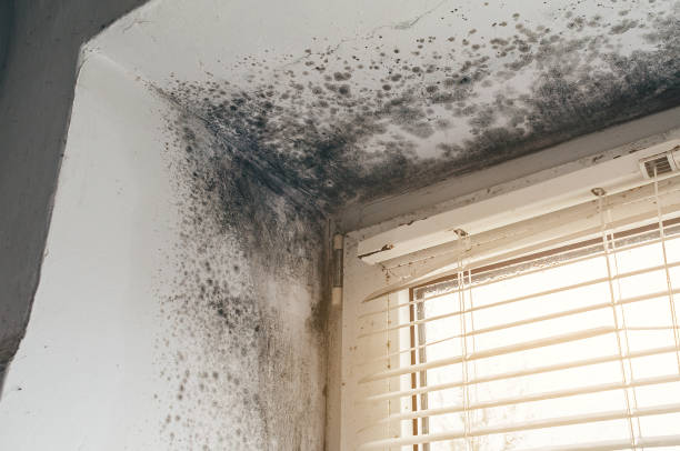 Affordable Black Mold Remediation solutions in Mont Clare, PA